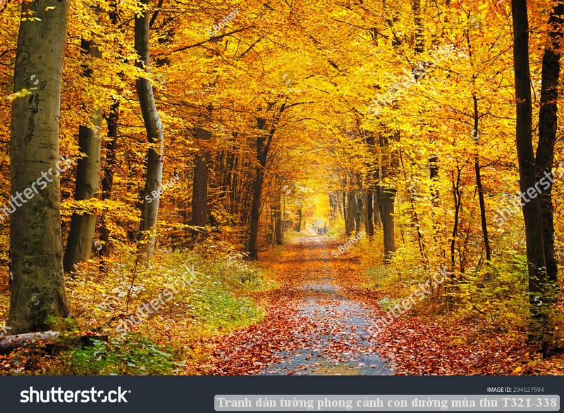 Tranh dán tường phong cảnh con đường mùa thu T321-338